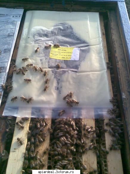 Bine ca venii si eu !!! - Astzi afost cald 12grade in stupina agitatie mare - ACESTIA SUNTEM NOI