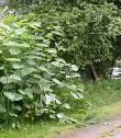 Biopesticide - Cred ca-s prea... pentru a posta. nu pot pune - APICULTURA BIO