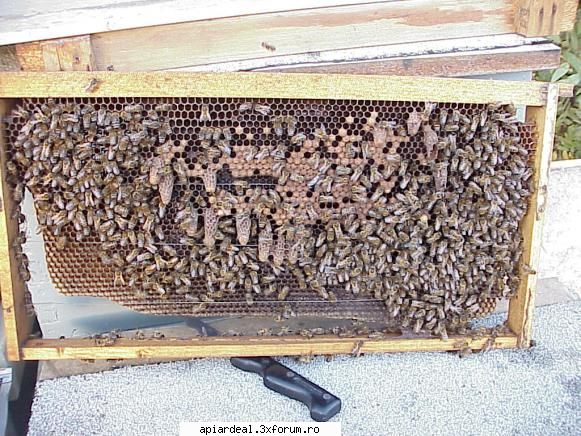 CRESTEREA MATCILOR,in forma ce-a mai favorabila - Ce fel de botci sunt astea? - AICI PUTETI POSTA ORICE...