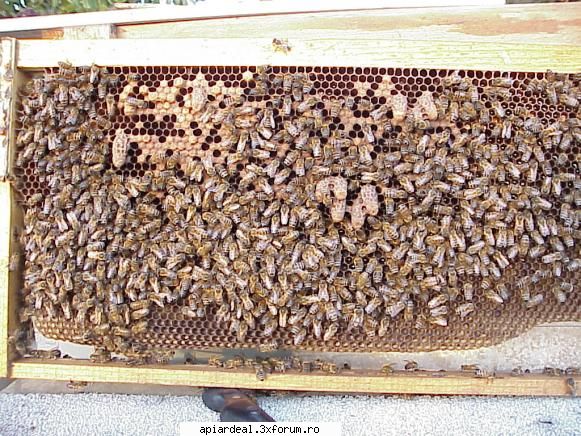 CRESTEREA MATCILOR,in forma ce-a mai favorabila - Pe partea opusa - AICI PUTETI POSTA ORICE...