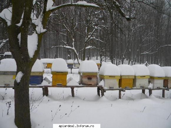 Calendar APIARDEAL - Decembrie in stupina - POZE SI VIDEO