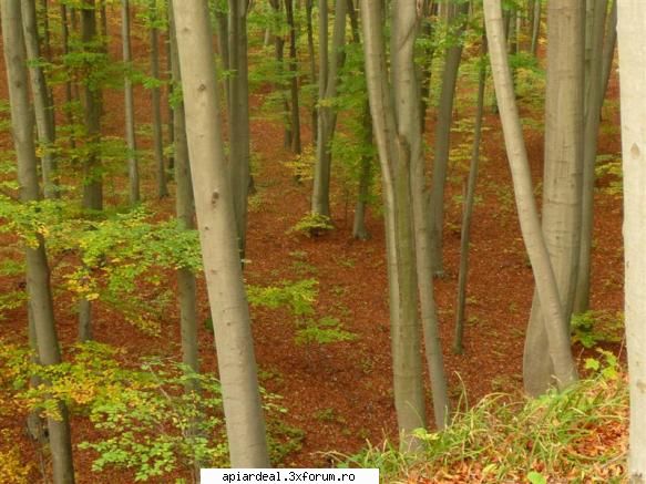 Ce copac e? - Nu are legatura cu celalte fotografii - AICI PUTETI POSTA ORICE...