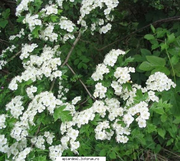 Ce copac e? - Am vrut sa arat despre aceasta floare - AICI PUTETI POSTA ORICE...