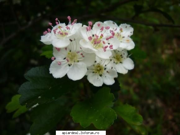 Ce copac e? - Floare de maracine - AICI PUTETI POSTA ORICE...