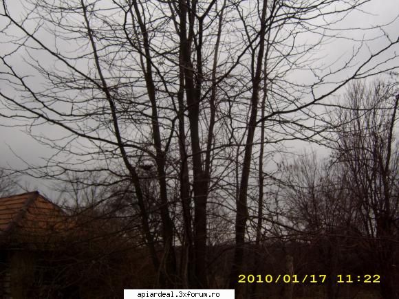 Ce copac poate sa fie - sfantul spiridon - ARBORI MELIFERI