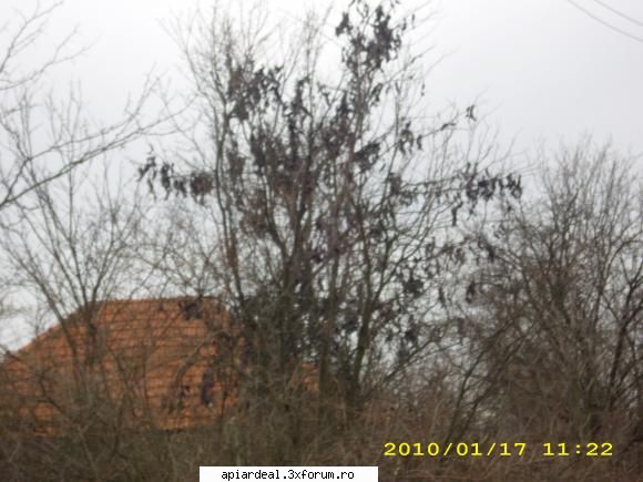 Ce copac poate sa fie - si gladita care nu face flori...sau mai bine spus - ARBORI MELIFERI