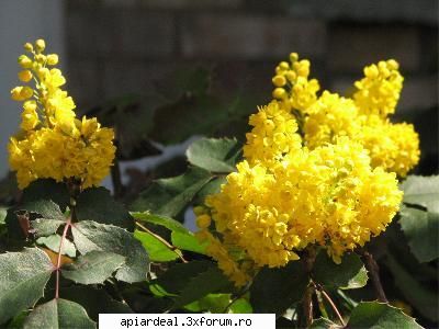 Ce flori sunt astea ? - orbanstefan64 _)_ - POZE SI VIDEO