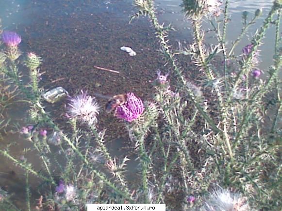 Ce planta este? - �n căutare de nectar - PLANTE MELIFERE
