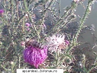 Ce planta este? - gore - PLANTE MELIFERE
