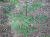 Ce plante am ... - asa arata evodia - PLANTE MELIFERE