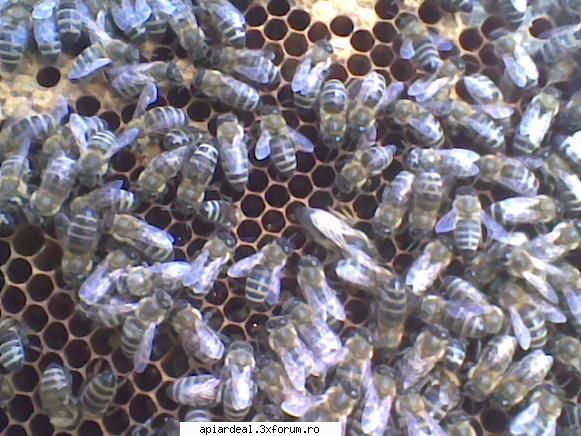 Ce rasa e - albina este carpatina veritabila Matca e - REGINE