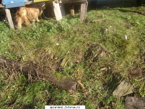 Ciocanitori - ieri am fost la stupi sa vad daca au iesit la - INTRETINEREA ALBINELOR