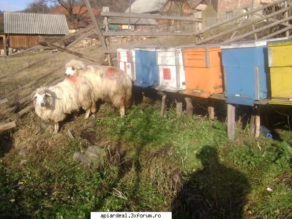 Ciocanitori - pe cand sa iasa si astea doua au rasturnat doi - INTRETINEREA ALBINELOR