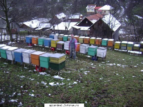 Ciocanitori - si unde sa o pun plasa pe care stupi - INTRETINEREA ALBINELOR