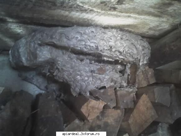 Cuib de viespi - Un necunoscator m-a anunţat ca are un roi de - AICI PUTETI POSTA ORICE...