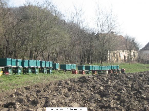 Dadanttul Romanesc cu 12 rame+2 magazii - eu lucrez cu 9 rame cuib 1/1 si doua caturi de8 - STUPI