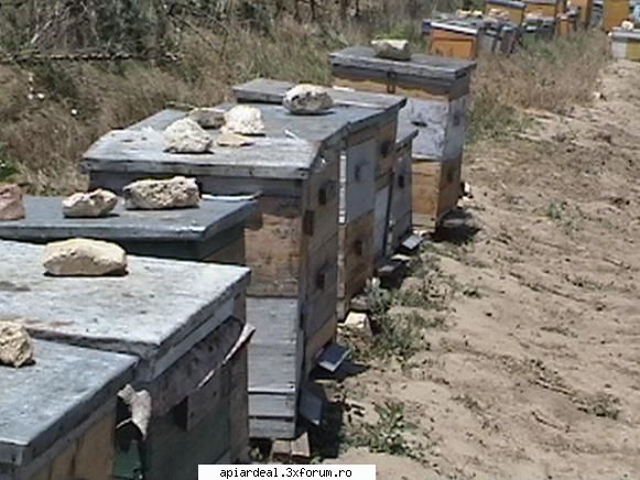 Deranjarea albinelor pe timp de iarna - Frumoasa expresia ..."cand baga in foc" - INTRETINEREA ALBINELOR