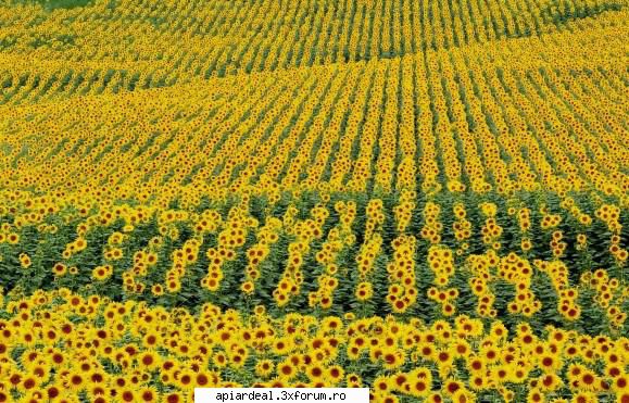Dulcofruct - DULCOFRUCT - se produce in VRANCEA, Golestii de - HRANIREA ARTIFICIALA