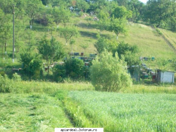 Este totusi un forum de apicultura fara cenzura? - In aceea oala strang furtunul sa nu se - SITUATII ANORMALE
