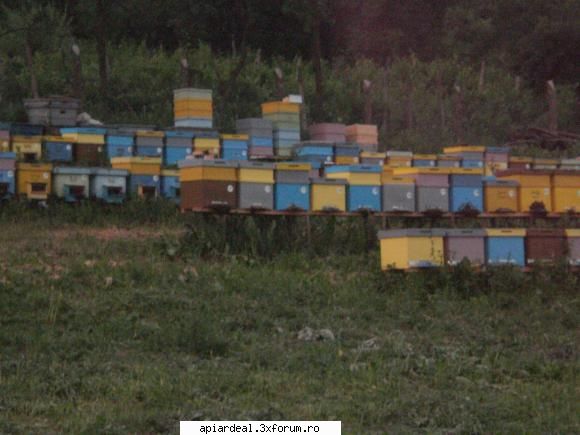 Eu si stupina mea - ASANACHE VALERIU - ACESTIA SUNTEM NOI