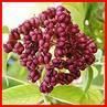 Evodia- un arbust miracol - Evodia pot fi utilizate �n calitate de remedii - SUNT INCEPATOR