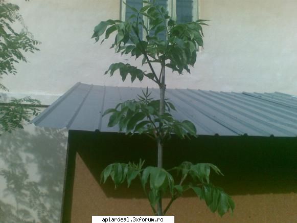Evodia - Anul acesta am cumparat de la Blaj 5 puieti de - ARBORI MELIFERI