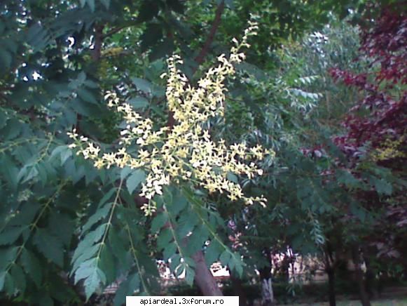 Evodia - gore - ARBORI MELIFERI
