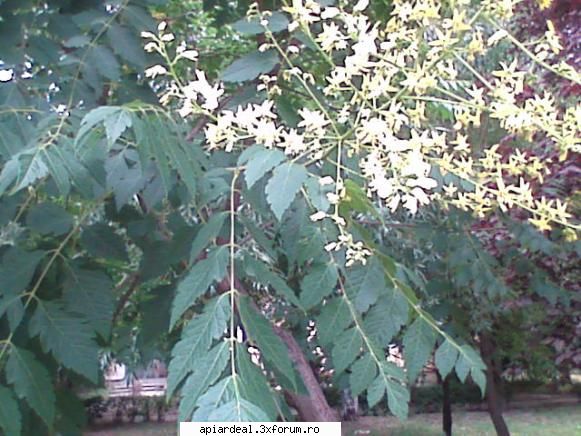Evodia - gore - ARBORI MELIFERI