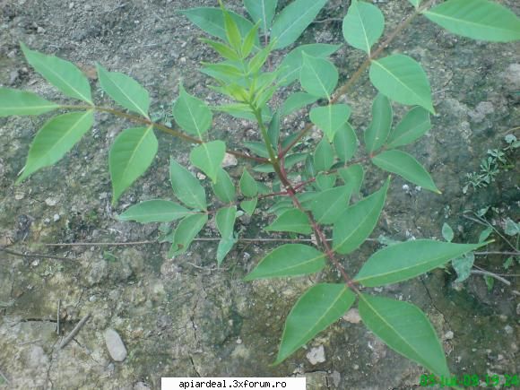 Evodia - mihaipop_55 - ARBORI MELIFERI