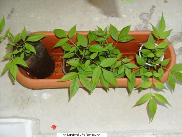 Evodia - In primul an pe balcon- ca in sera - ARBORI MELIFERI