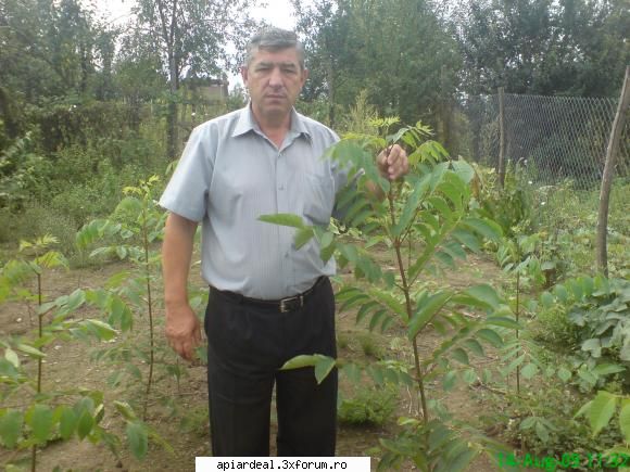 Evodia - puieti in al doilea an.(eu am inaltimea de 180 cm) - ARBORI MELIFERI