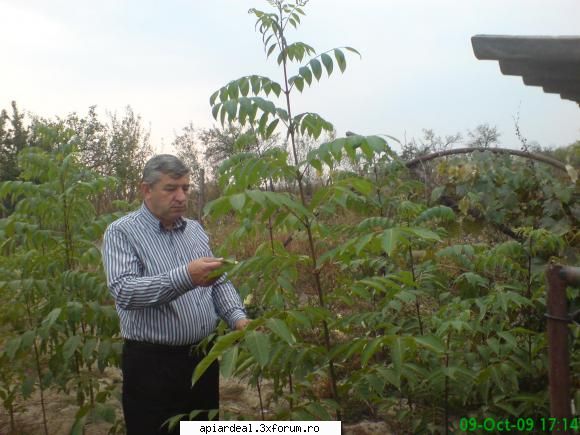 Evodia - incerc poze cu puietii de evodia de 2 ani - ARBORI MELIFERI