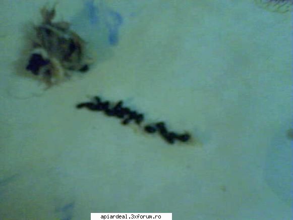 Evodia - sfantul spiridon - VANZARI
