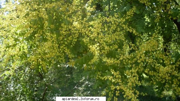 Evodia - sfantul spiridon - ARBORI MELIFERI