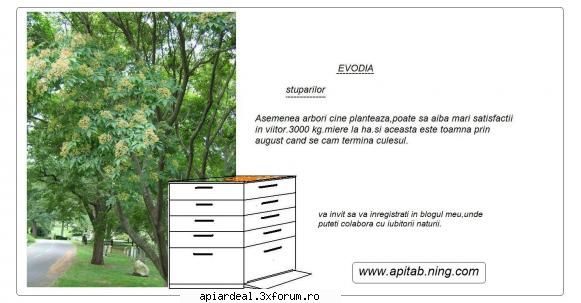 Evodia - Ma tenteaza sa fac o plantatie de 3 ha - ARBORI MELIFERI