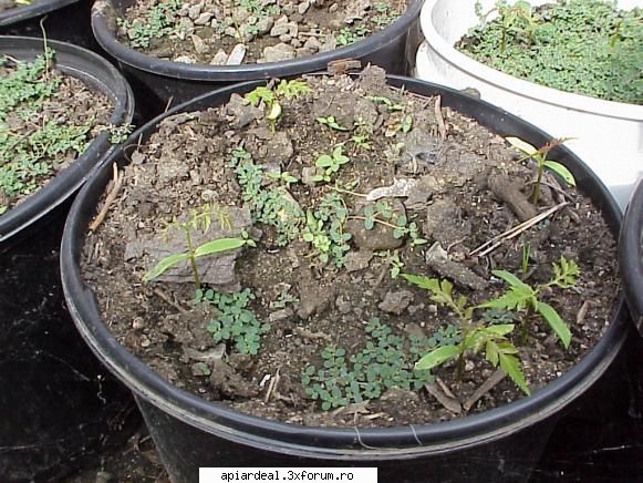 Evodia - Primele fire incoltite - ARBORI MELIFERI