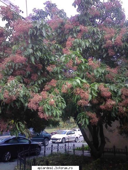Evodia - Si totusi sa nu fiti dezamagiti daca nu - ARBORI MELIFERI