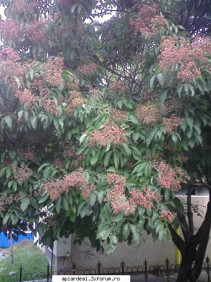 Evodia - Copacul e in Tg-Mures in apropiere de Luxor - ARBORI MELIFERI