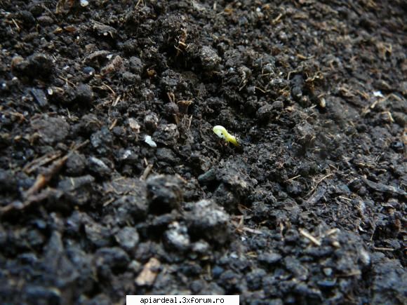 Evodia - Miracolul naturii: O plantuta se naste. EVODIA - ARBORI MELIFERI