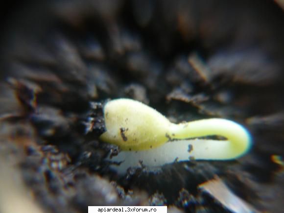 Evodia - crombra - ARBORI MELIFERI