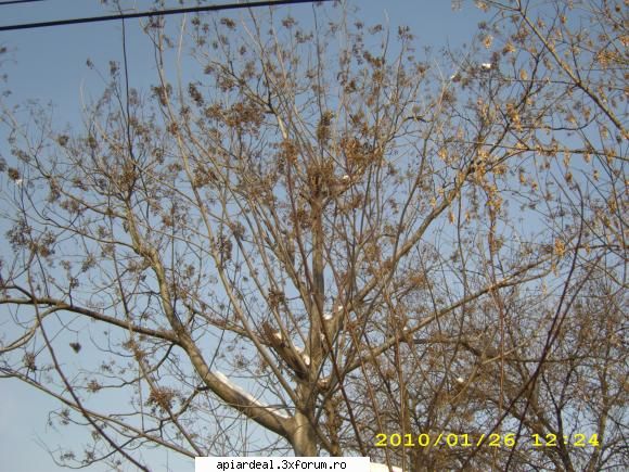 Evodia - ramasesem dator cu ceva imagini despre cat de - ARBORI MELIFERI