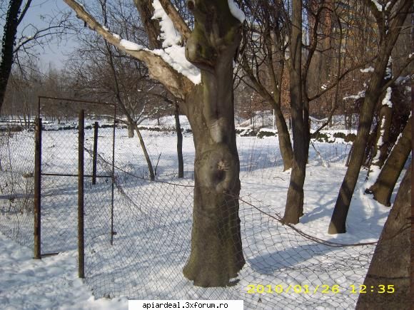 Evodia - sfantul spiridon - ARBORI MELIFERI