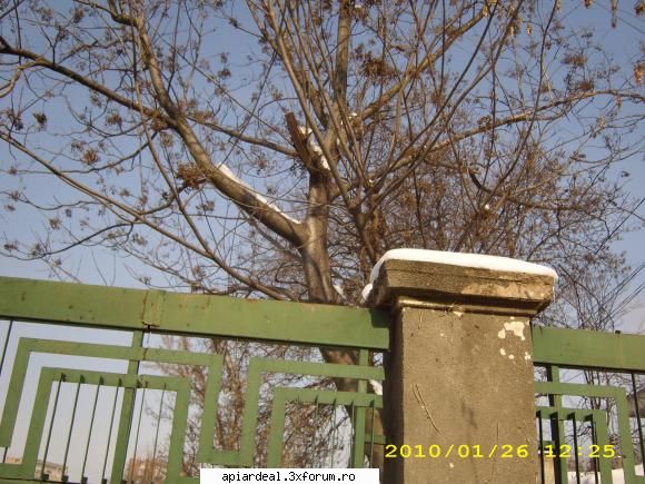 Evodia - sfantul spiridon - ARBORI MELIFERI