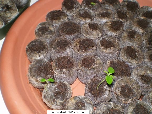 Evodia - Si una din cele de pe balcon care are 2 - ARBORI MELIFERI