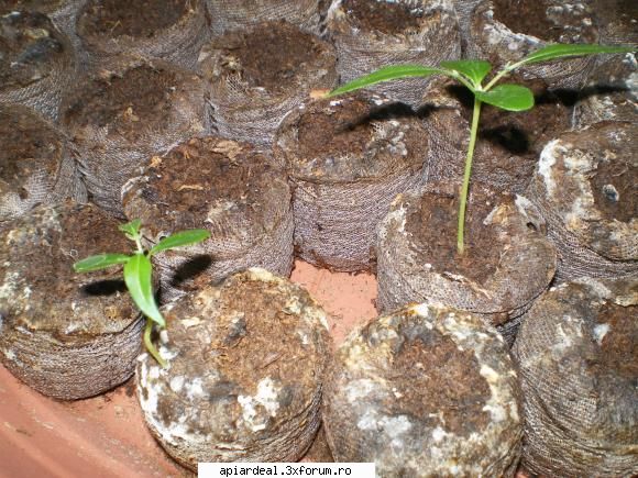 Evodia - gheco - ARBORI MELIFERI