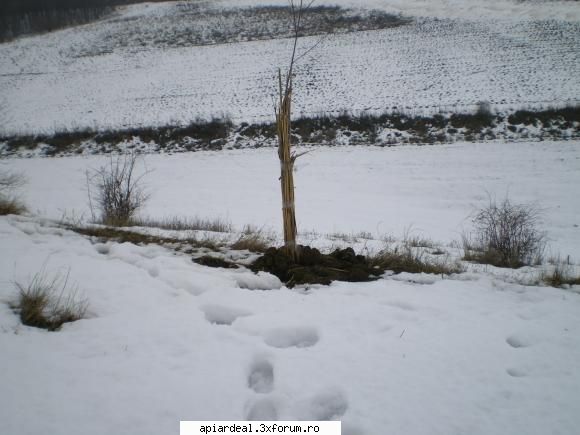 Evodia - Asa arata evodia plantata in octombrie - ARBORI MELIFERI