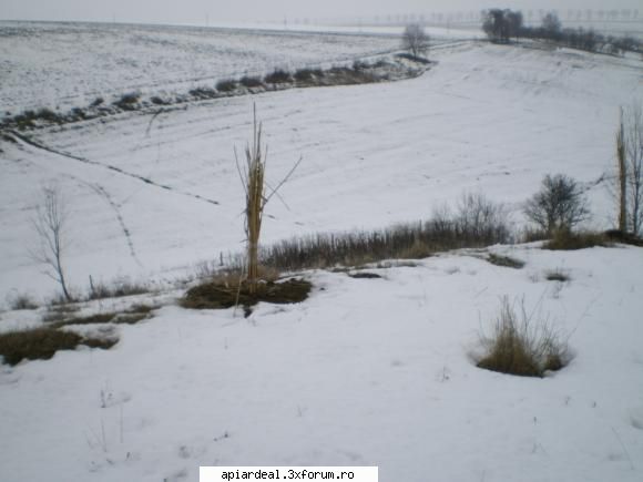 Evodia - gheco - ARBORI MELIFERI