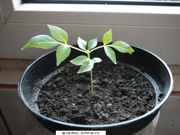 Evodia - crombra - ARBORI MELIFERI