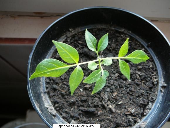 Evodia - Foto 2: Are 6 cm inaltime - ARBORI MELIFERI