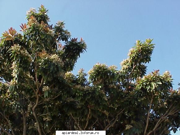 Evodia - Am gustat din flori si ..... nu prea erau dulci - ARBORI MELIFERI